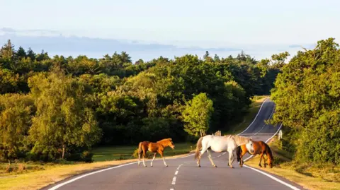 Three horses crossing a road with open grass and trees on either side of the road in the New Forest