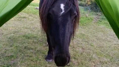 Roger Sewill Scarlet, a Dale pony, walks in a field.