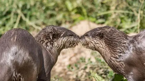 Washington Wetland Centre Mimi and Musa touching their noses affectionately after drinking water. Their fur is wet.