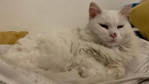 Pixie the Applegreen Garage Cat Pixie the Applegreen Garage Cat laying down