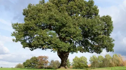 Getty Images An oak tree is seen in a large field on a sunny day.