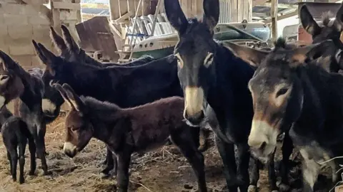 BBC Donkeys