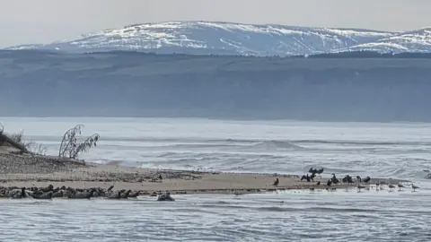 Judy C/ BBC Weather Watchers A stretch of water with birds on the sand, with snow covered hills in the background