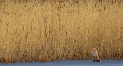 Rachel Louise A fox sits to the right of the photo on ice with the majority of the frame taken up with a cornfield in the background