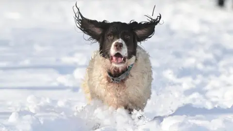 Getty Images Finn, a Springer Spaniel enjoys running through the snow during Storm Eunice on February 18, 2022 in Portstewart, Northern Ireland. His ears flap in the wind. 