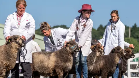 PA Media People in white coats and jeans hold brown sheep, standing in a line.