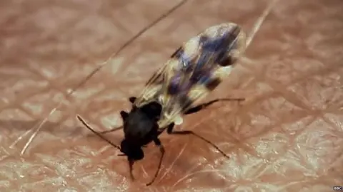 A midge, pictured close up, sits on a human's arm