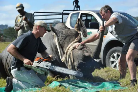 O veterinário da Getty Images, William Fowlds, corta o chifre de um rinoceronte enquanto o guarda florestal Mof Swanepoel a contém no Kragga Kamma Game Park em 30 de março de 2011 em Port Elizabeth, África do Sul. Os chifres estão sendo removidos dos rinocerontes na tentativa de evitar que o rinoceronte seja caçado para venda no mercado negro