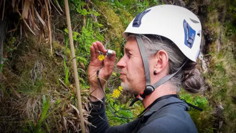 Alex Turner Robbie is against a cliff face attached to a rope. He is holding a hand lens to a plant that looks like a dandelion He is wearing a white climbing helmet. He has long grey hair in a neat pony tail