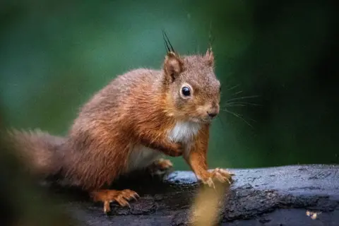 PA Media A red squirrel crouches on a wet tree branch