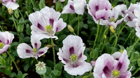 Ludlow Farmshop Closeup of lilac poppies