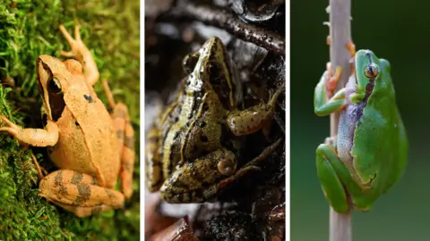 Agile frog - Rana dalmatina, Moor frog, rana arvalis and European tree frog (Hyla arborea / Rana arborea)