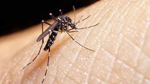 Getty Images The Asian tiger mosquito