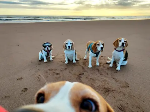 Suzanne McGiffen One beagle comes close to the camera as four others sit patiently