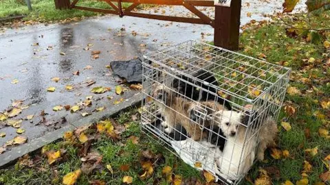 RSPCA A group of dogs in a metal crate left by the side of a road covered in leaves 