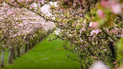 Blossom on apple trees in an orchard. A number of trees and trunks can be seen on green grass