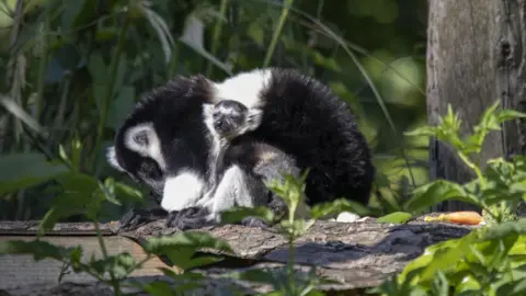 Newquay Zoo baby lemurs