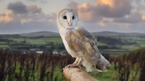 National Trust Images Barry Edwards A barn owl is perched on a branch over a countryside view. Rolling hills, green fields and, trees and bushes are visible in the background behind the owl. The bird is mostly white in colour. It has a heart-shaped face and big dark eyes.