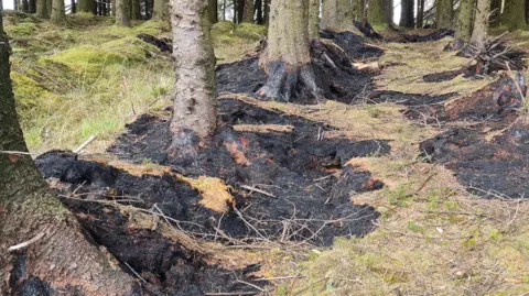 JohnRoss McMahon A row of trees can be seen in the main view. Each of them has a blackened burned area at the bottom where the roots are.