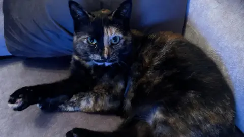 A black and ginger female cat sat on a couch