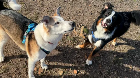 Two dogs looking up standing on gravel on a sunny day.