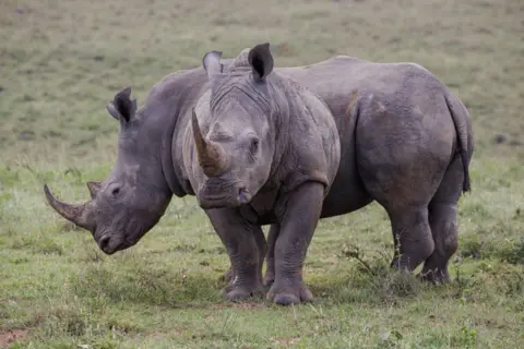 Getty Images Dois rinocerontes negros, uma espécie em extinção, são vistos no Parque Nacional de Nairobi. Localizado a aproximadamente 12 km do distrito comercial central, o Parque Nacional de Nairobi é a única reserva de vida selvagem do mundo localizada tão perto de uma capital. 