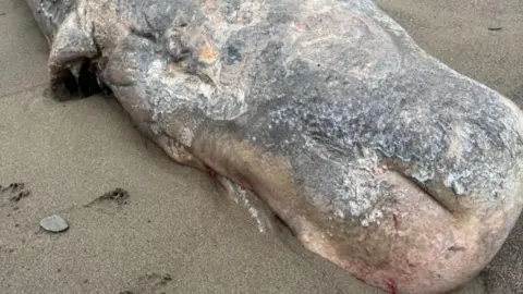 Devon Wildlife Trust Marine Strandings Network The head of the baby sperm whale calf. It is grey and has pink tones around its head, as well as grey areas.