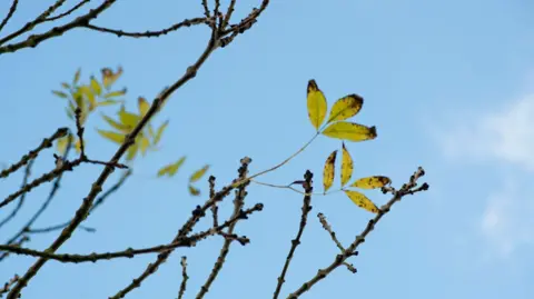 Ash tree branches with some dying green leaves against a blue sky