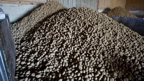 Three huge piles of brown potatoes inside a farm building with white and brown walls. 