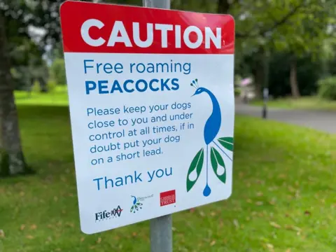 Sign with free-roaming peacocks