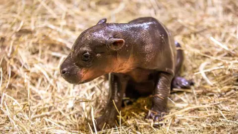 Endangered pygmy hippo calf sitting on straw while in its enclosure at Edinburgh Zoo.