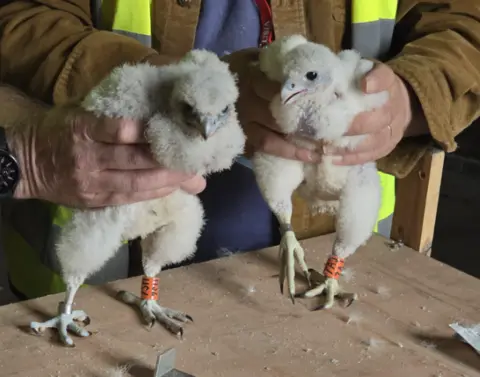 Glasgow City Chambers Peregrines Two young peregrine falcons covered in soft grey down are being held up on a wooden surface by a person’s hands. Each chick is standing upright with large feet visible, fitted with orange identification rings marked with black lettering. One bird faces forward with its head slightly lowered, while the other looks to the side with its beak slightly open. The person holding the birds is wearing a high-visibility yellow jacket over a brown outer layer, and small feathers are scattered across the table beneath the chicks.