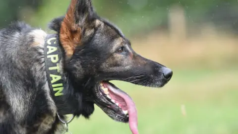 A sideways views of German Shepherd dog. His collar says Captain and his ears are pointed. His mouth is open and pink tongue showing.