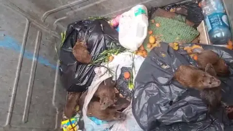 The inside of a large metal bin with household waste inside and a group of brown rats on top of the rubbish. 