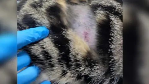 Ivy the tabby cat has been shaved on her side which the vet's finger in a blue plastic glove is pointing to. 