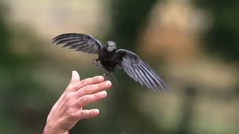 A fledgling swift takes flight from somebody's hand.