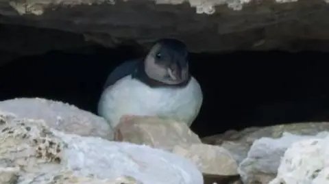 A small bird with a white chest and black head with white cheek and chinstrap sits hunched between a narrow gap in a grey rock face