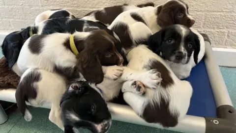 Many spaniel puppies are piled up on top of each other, they are mostly white but with black and brown heads and patches on their fur. They have long ears, one is looking up towards the camera.