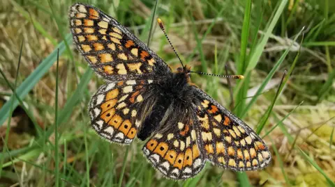 A marsh fritillary butterfly which has orange, yellow, black and white patterned wings. It is flying among long grass.