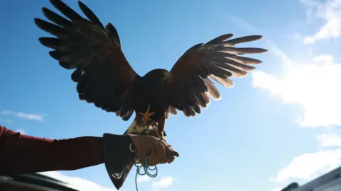 Neil Hall/EPA/Shutterstock A Harris's hawk, sitting on the leather gauntlet-clad hand of an outstretched arm against a blue sky. Its wings are outstretched and its left claw is raised. Wimbledon Championships in London, Britain, 02 July 2026.