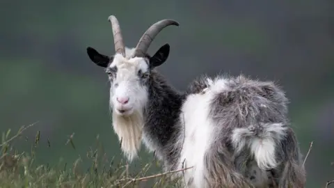 PA Media A Cheviot goat with large horns standing on grassland.