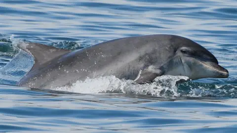 Dolphin Spotting North East Dolphin