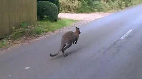 Richard Lawrence An action shot of a wallaby hopping down the road. The animal is pictured from behind.