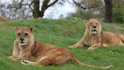 Woburn Safari Park Two lionesses, Abi and Tullulah, lie on green grass, resting a short distance apart. Abi is in the foreground, stretched out and facing forward, while Tullulah lies behind her with head raised. They are both a warm tan or sandy brown, the typical colouring of African lions, and there are trees in the background. 