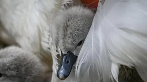 Rob Adamson Cygnet nestling in feathers
