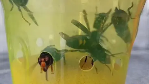 John De Carteret A plastic beaker has six Asian hornets in it. There are holes drilled near its base and one of the hornets has its head and front two legs poking through to the outside, but it can't move any further through the hole as its body is too large.