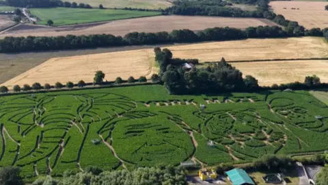 A green corn maze with a portrait of Sir David Attenborough carved into it surrounded by an elephant, tiger and gorilla.
