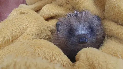 Beth Campsill A baby hedgehog wrapped up in a yellow blanket