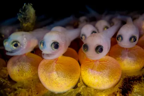 Shane Gross Baby plainfin midshipman fish, still attached to their yolk sacs. 
British Columbia, Canada
