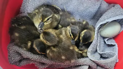 Hull Wildlife Protectors Cute fluffy brown and white ducklings are huddled together on a grey towel in a red basket.